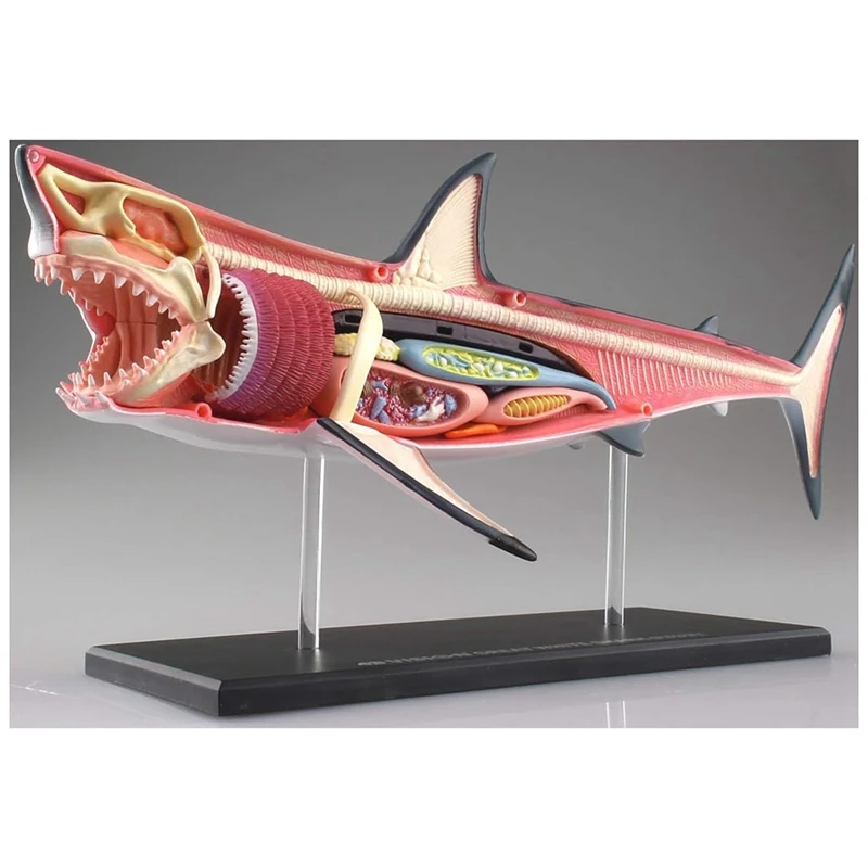 نموذج تشريح القرش ABSU - نموذج تشريح الحيوان - 20 جهازًا قابل للفصل وأجزاء الجسم نموذج لتدريس الأحياء #6