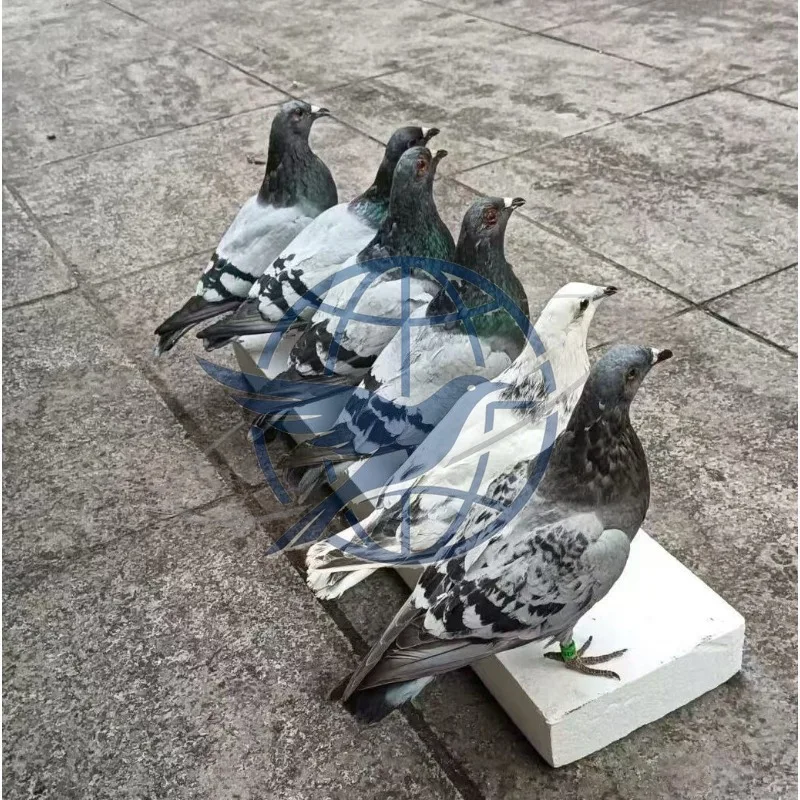 pigeon, rock pigeon, teaching model, red second-line pigeon, specimen, feathered bird, museum display ornament