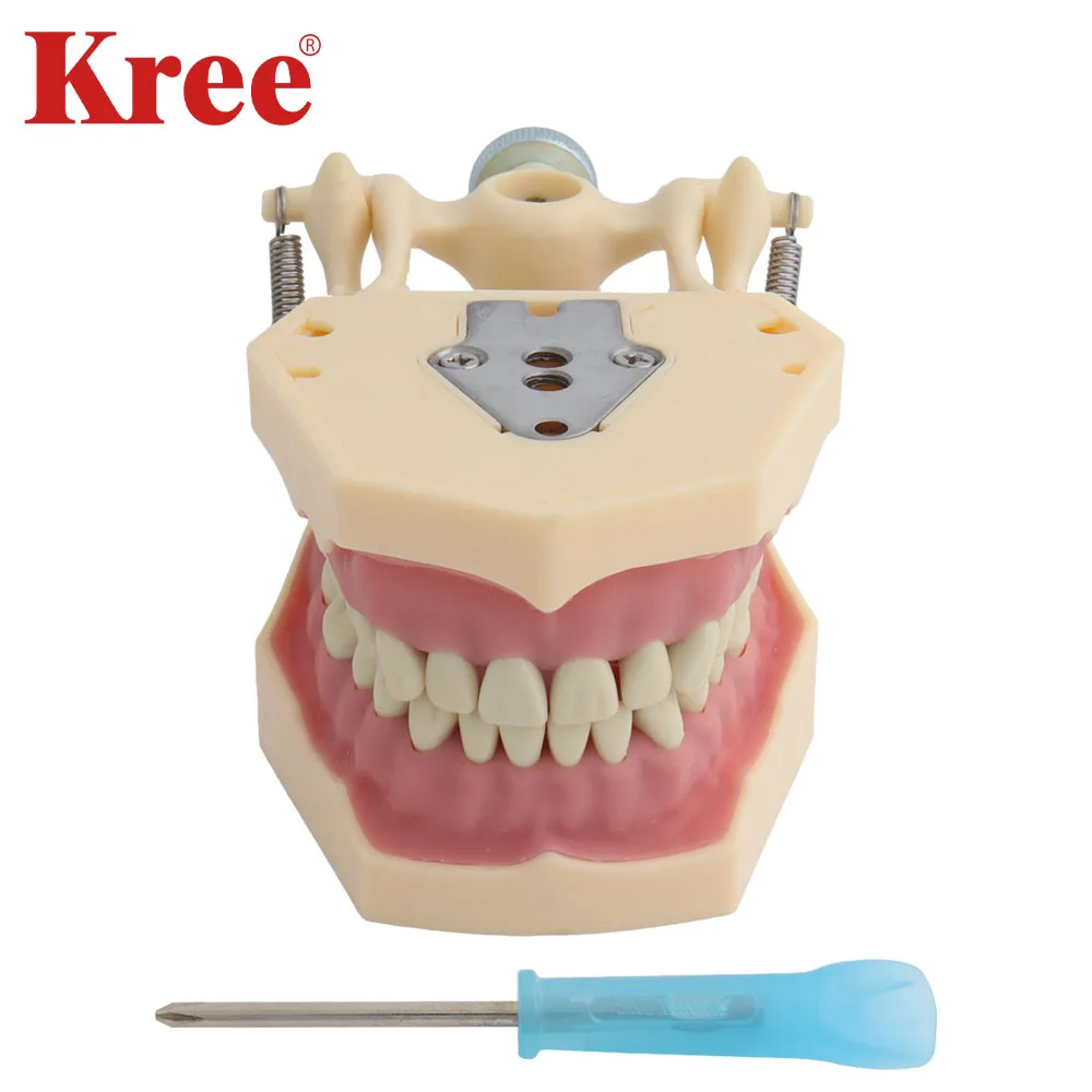 

Dental Model Teeth Model Dental Teaching Model Standard Model with 32pcs Screw-in Teeths Demonstration