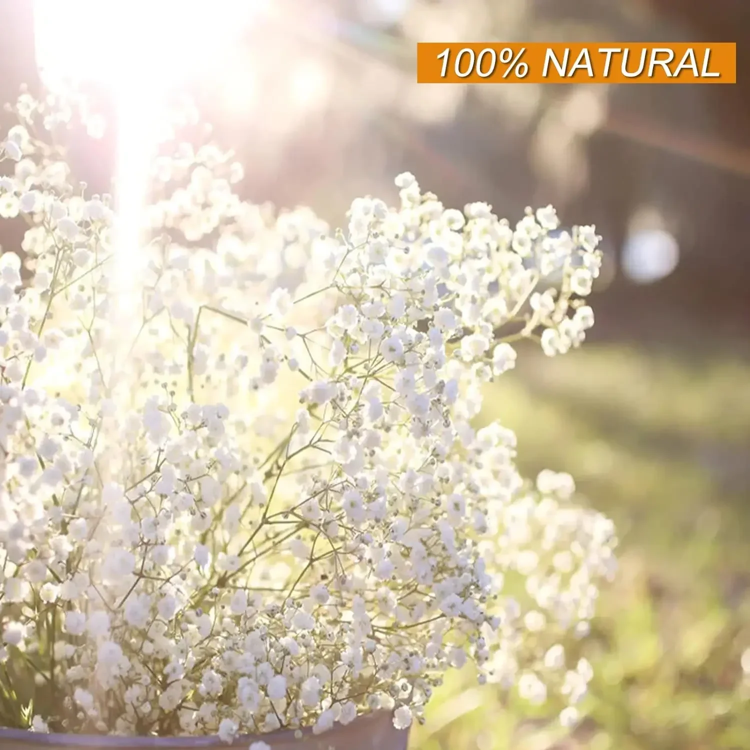 White Natural Dried Gypsophila Branches For Wedding Baby's Breath Dried Flowers Bouquet Home Decoration Table Decor Floral DIY