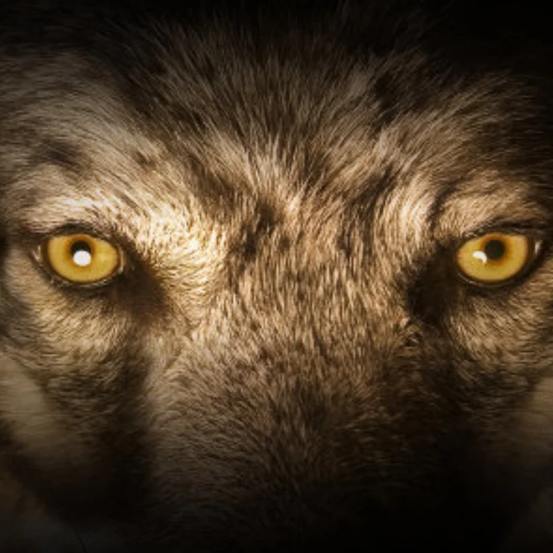 

HSP Unlimited Remote Control Car Piece 9T 4370KV Brushless Electric Machine 60A Brushless ESC Set HPI Tram Fittings