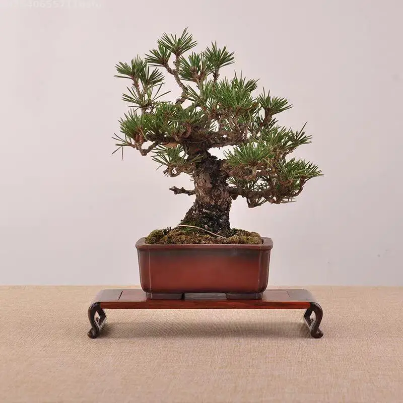 5 Wood Types Standing Flower Base Crafts Tea Sets Pedestal Bonsai Plant Decor Shelf Buddha Incense Vase Fish Tank Display Stand
