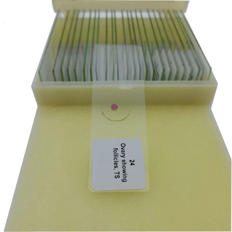 25Pcs Basic Histology Histological Prepared Slide Set