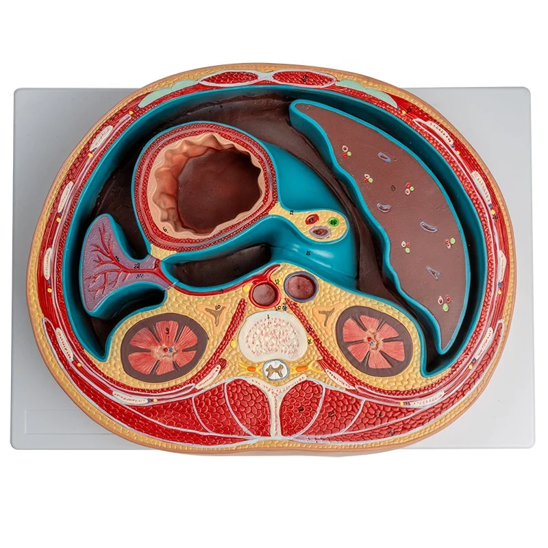 Schematic Cross Section Through Abdomen(T12) Anatomical Model Stomach Liver Kidney Spleen Anatomy Medical Teaching Tool