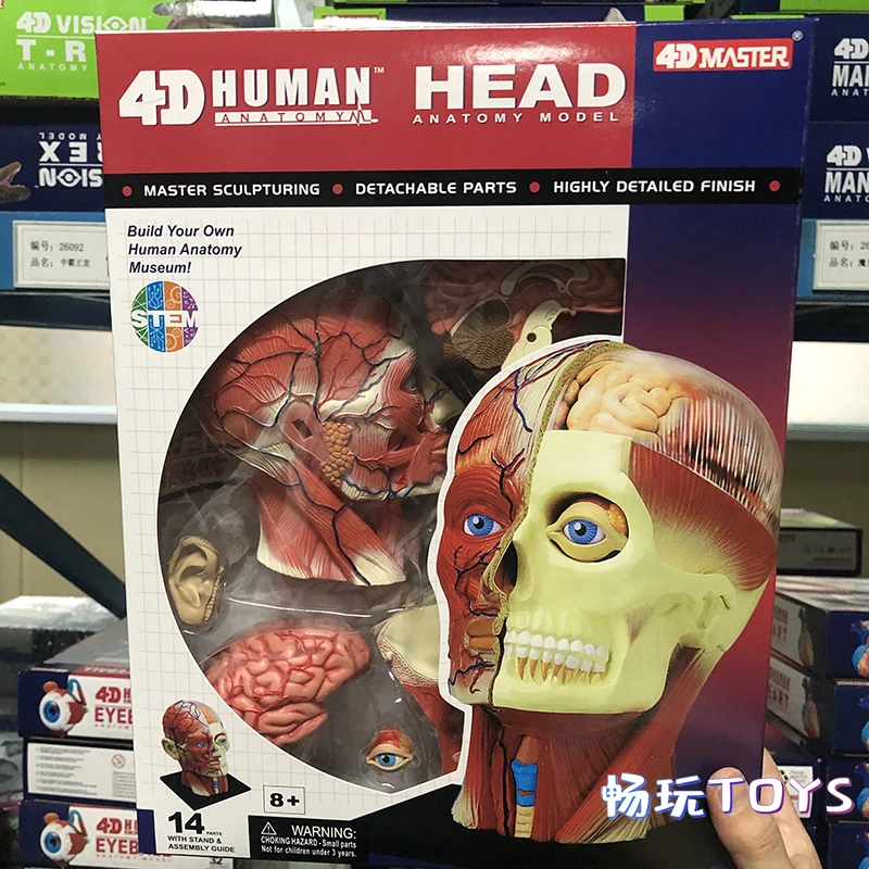 

4D MASTER Muscular Human Head Model with Brain 26064 Detachable Anatomical Model 14 Parts Educational Equipment Medical Gift