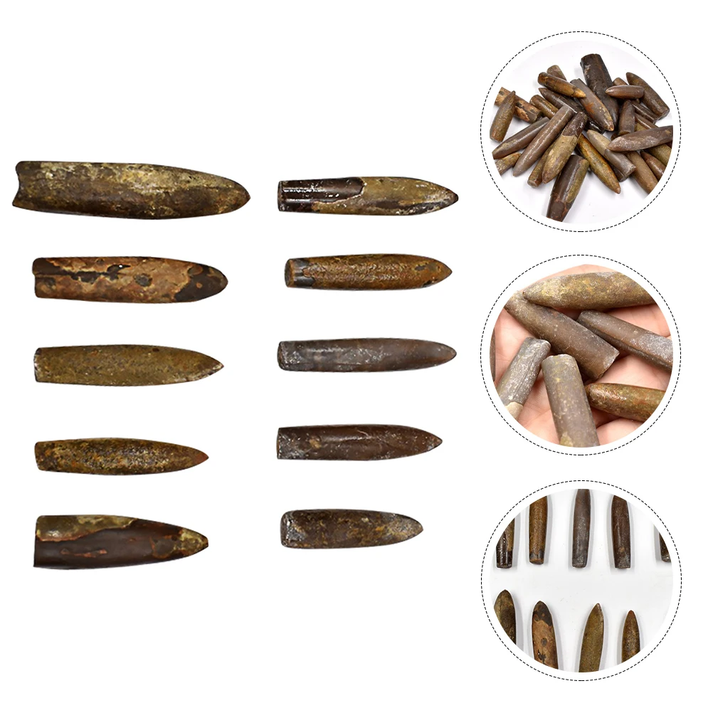 

10 Pcs Real Specimen Ornament Decoration Animal Educational Scientific Teaching Tool