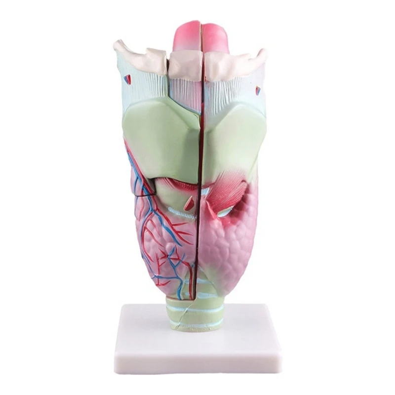 

Human Larynx Model Human Organs Teaching Tool Human Larynx Anatomy Model Enlarged Anatomical Larynx Model for Student