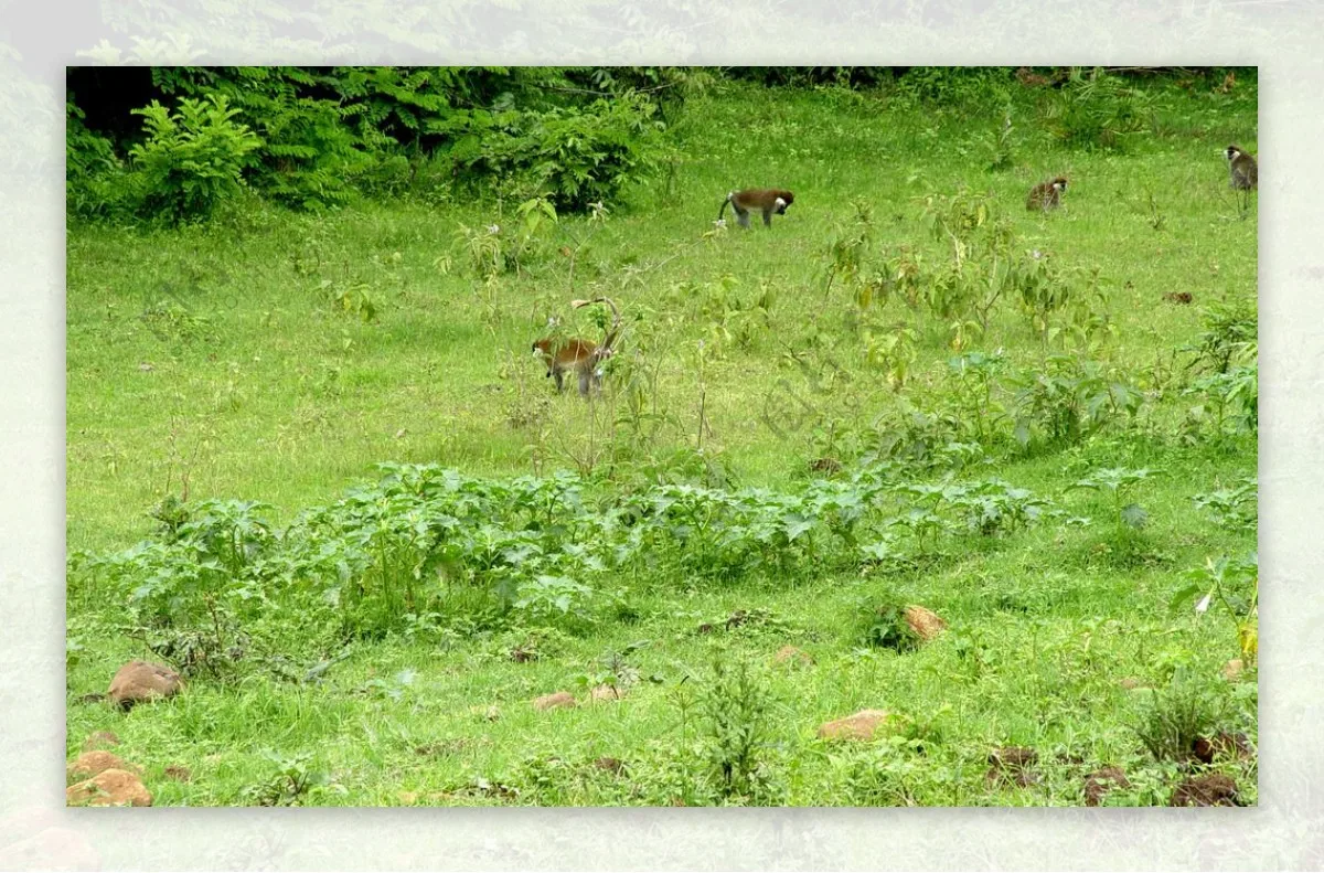 370 Power 2-Speed G…