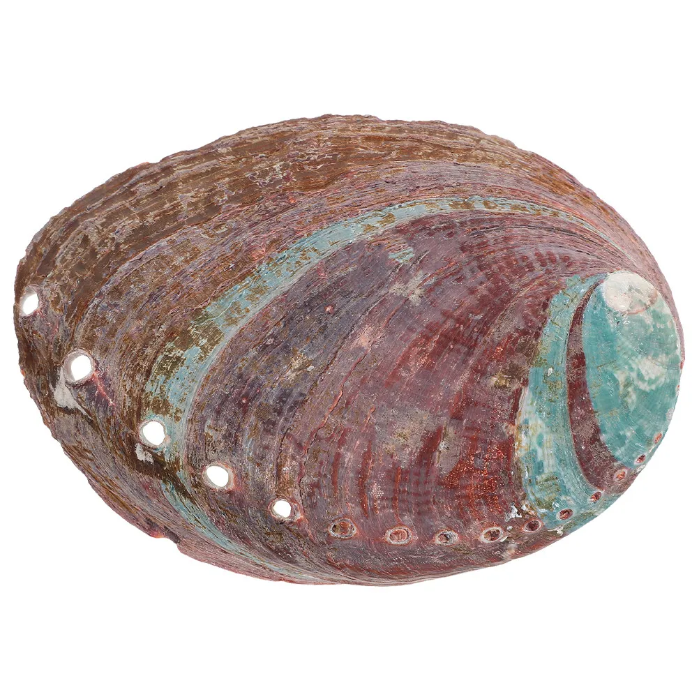 Abalone Shell Decor Natural Shell Aromatherapy Burning Bowl for Home Office Aquarium Landscaping Gift Potted Plants Soap Box