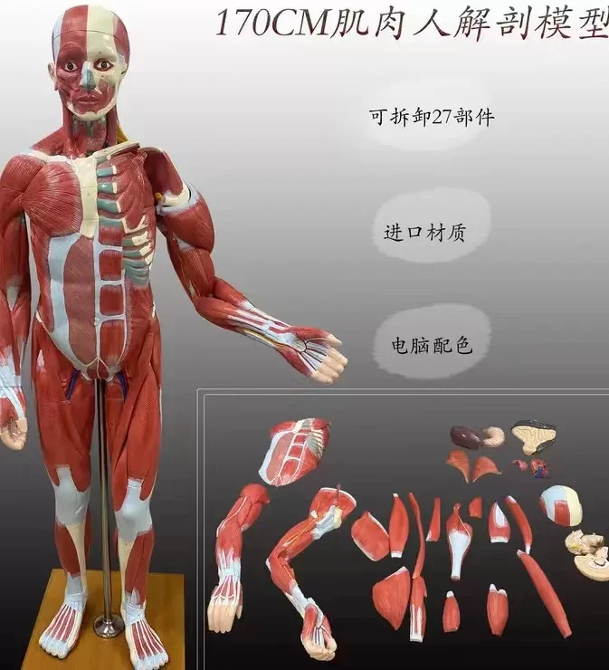 178CM Muscle Human Anatomy Model Can Be Disassembled 27 Parts Imported Material Computer Color Matching