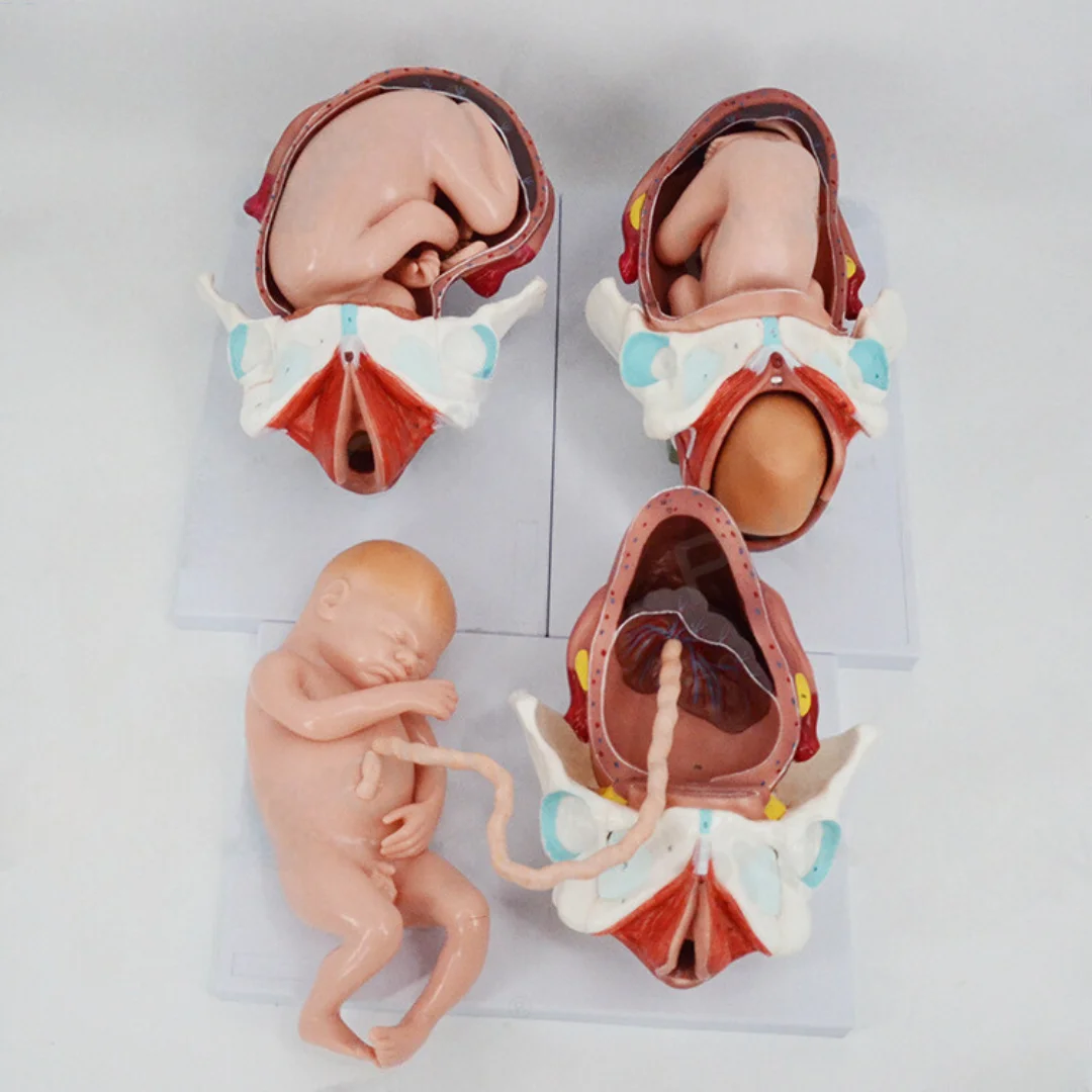 Model of Delivery Process of Full-term Fetus Medical Science Fetal Embryo Anatomia Simulator Nursing Articles Educational Teachi