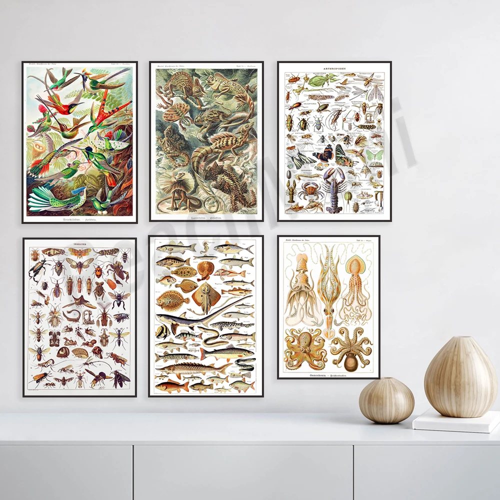 

Birds, insects, hummingbirds, squid and octopus species, antelope species, invertebrates, dragon lizard species, biology poster