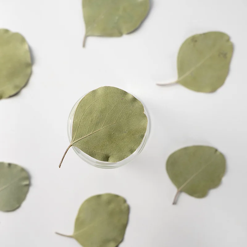 

120pcs Pressed Dried Eucalyptus Leaf Flower Herbarium For Resin Epoxy Jewelry Card Bookmark Frame Phone Case Makeup Lamp DIY