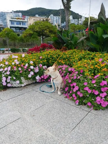 구매후기