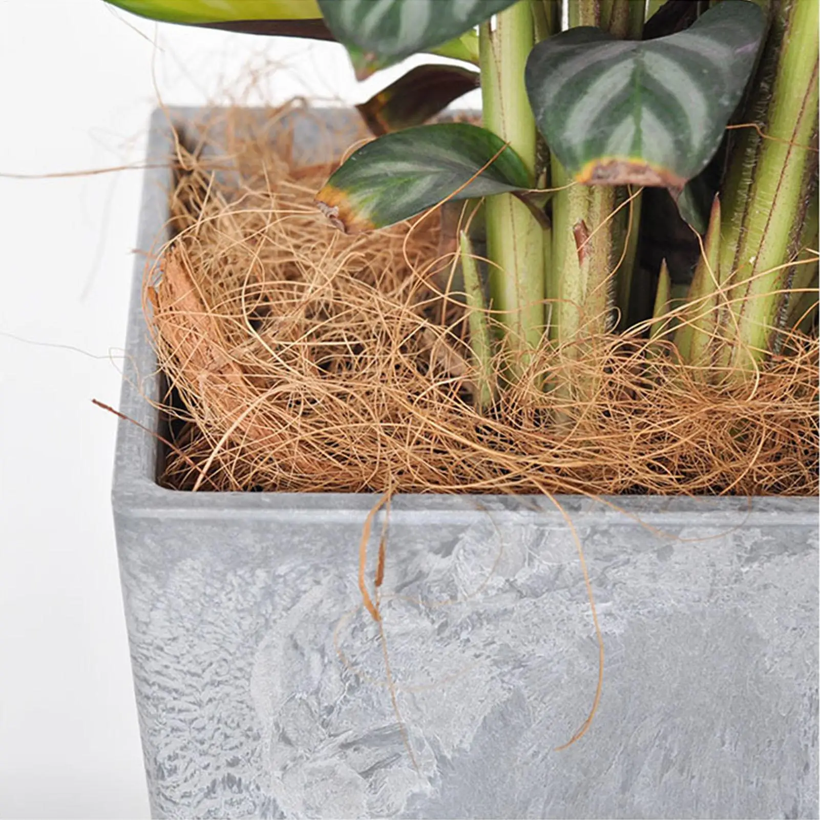 100g Plant Pot Coir Fiber Mulch Fiber Coconut Palm Silk Soil Home Horticulture Potted Flowers and Vegetables Cultivation Medium