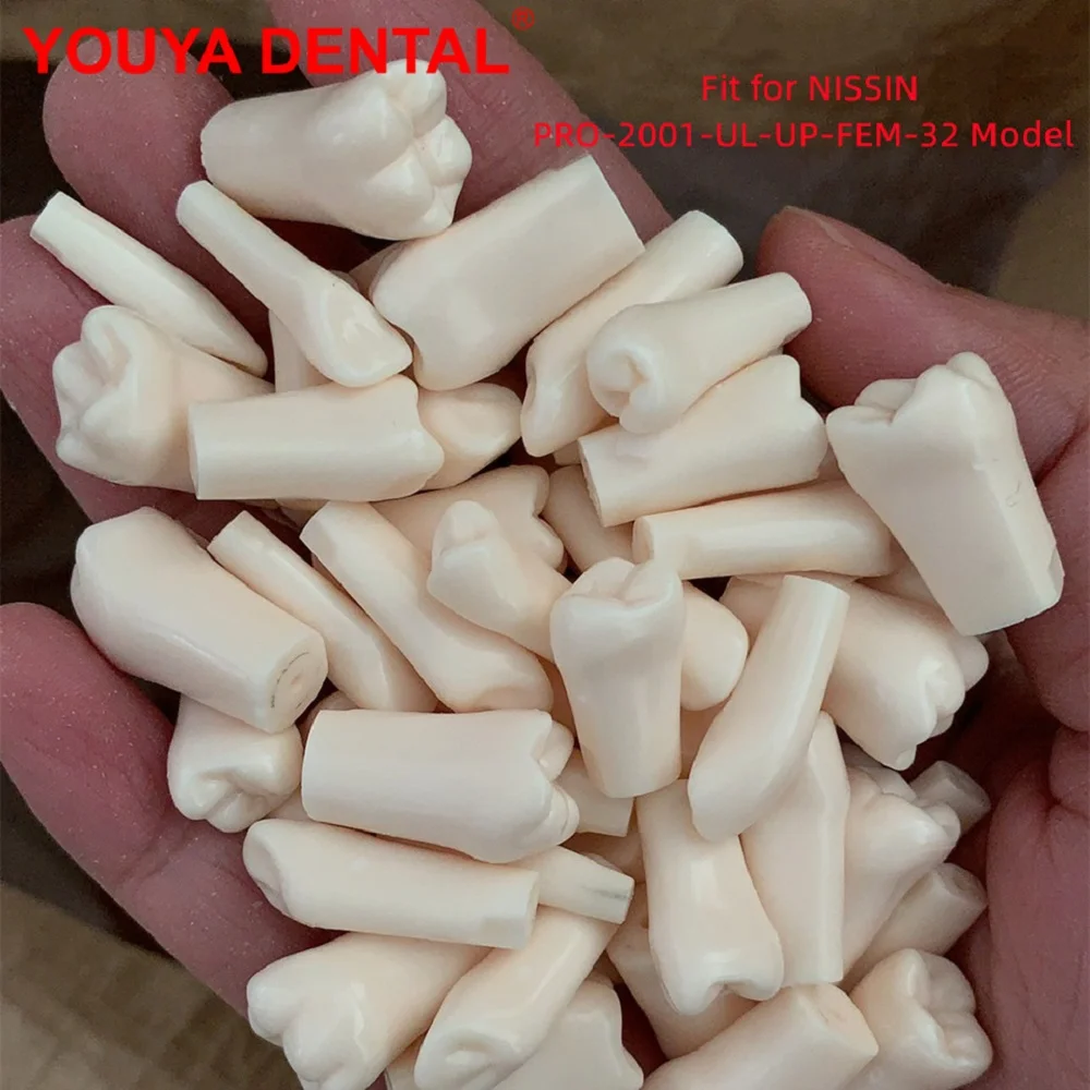 32pc/set Dental Training Model Teeth Model For Dental Technician Practice for NISSIN PRO-2001-UL-UP-FEM-32 Dentistry Resin Tooth