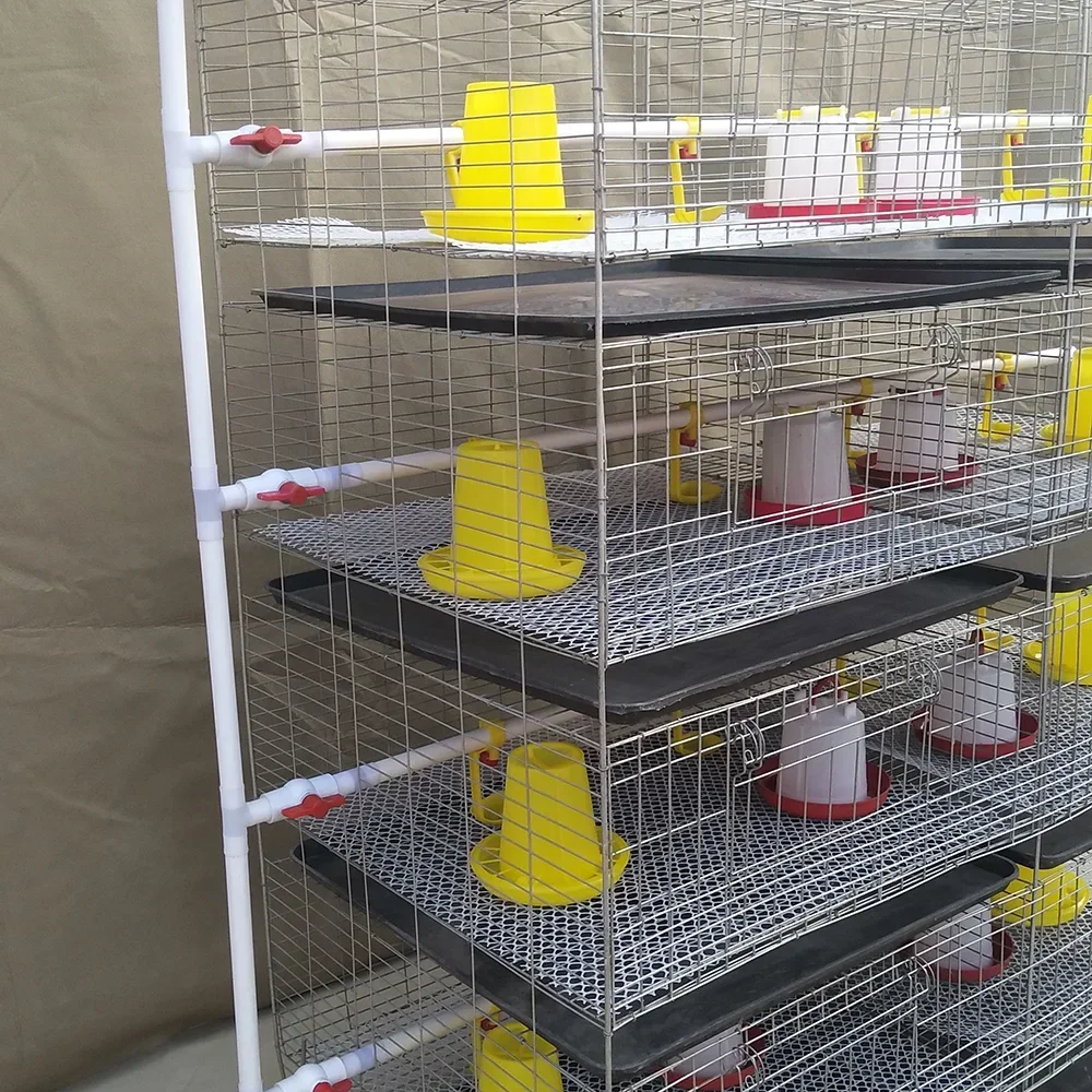 Moderne Baby-Kükenfutter, Geflügelfarmausrüstung, H-Typ, automatisches Batterie-Broiler-Hühnerkäfig-System für 1000 Vögel