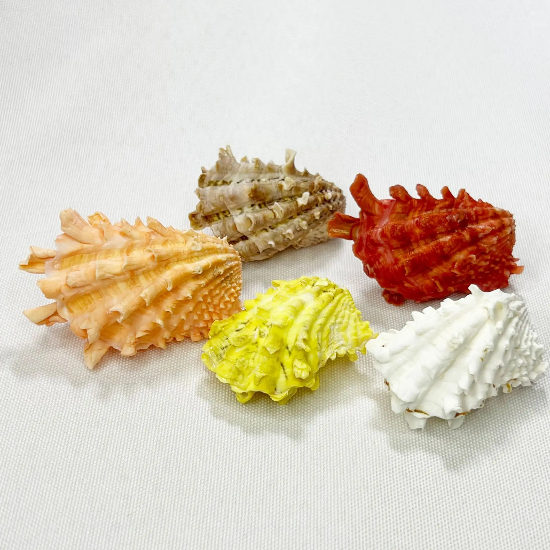 Natural Tridacna Shell - Abacus Clam Coral, Marine Collector's Specimen, Reef Display Piece, Ocean Themed Decor, Large Bivalve O