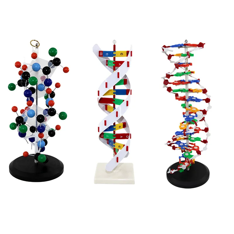 DNA model biological chain, double helix chain spherical protein model, school teaching