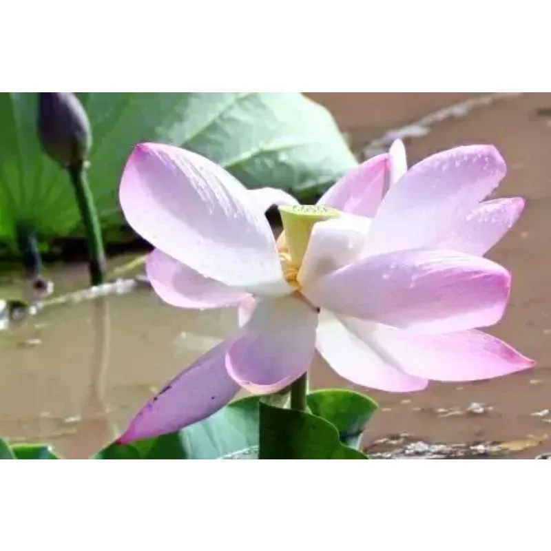 새로운 YN35mm YONGNUO 35mm F/2 광각 대구경 고정 초점 자동 초점 렌즈 니콘용