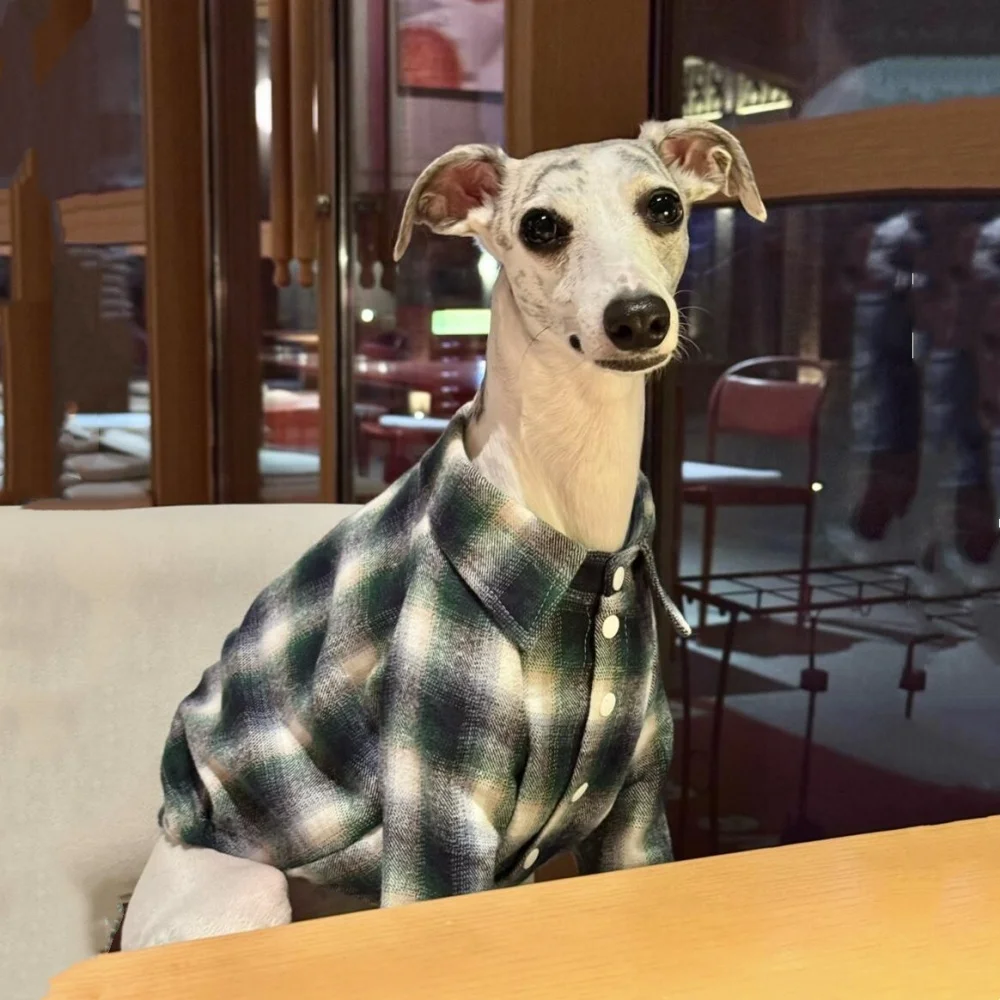 أنيقة طية صدر السترة الكلاسيكية منقوشة قميص ل WHIPPET في الربيع معطف القطن الناعم الكلية البريطانية على طراز GreyHound الإيطالي في الخريف