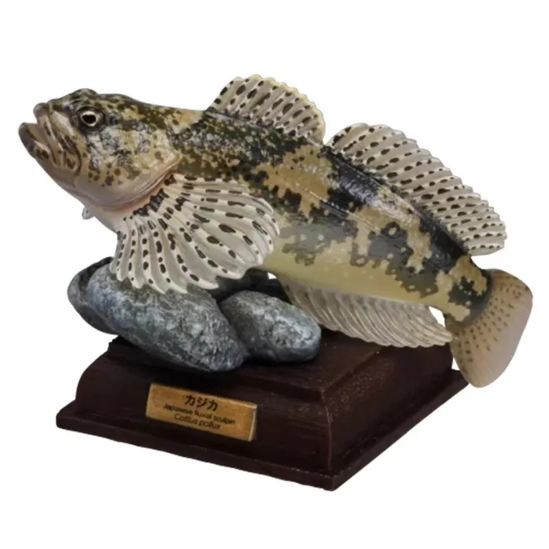 Japońska ryba Suplement Specjalna edycja Gashapon Zabawki Sweetfish Sculpins Zacco Platypus Figurka akcji Model Ozdoby Zabawki