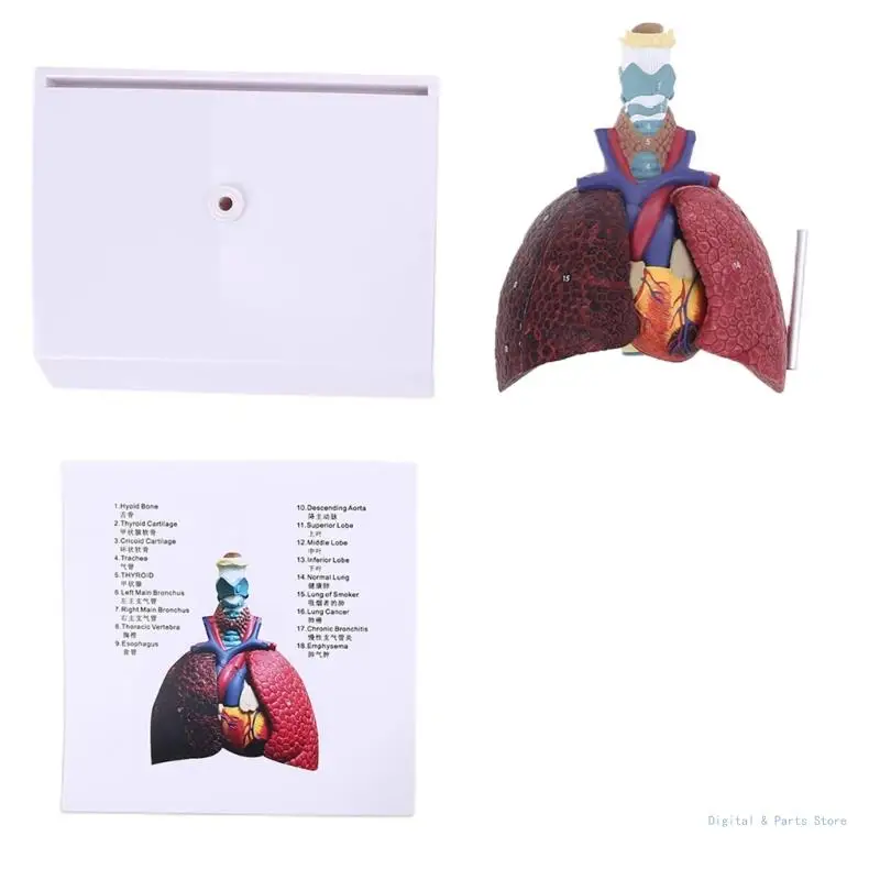 M17F Life Size Human Lung Model Anatomical Respiratory System Anatomy Teaching Tool