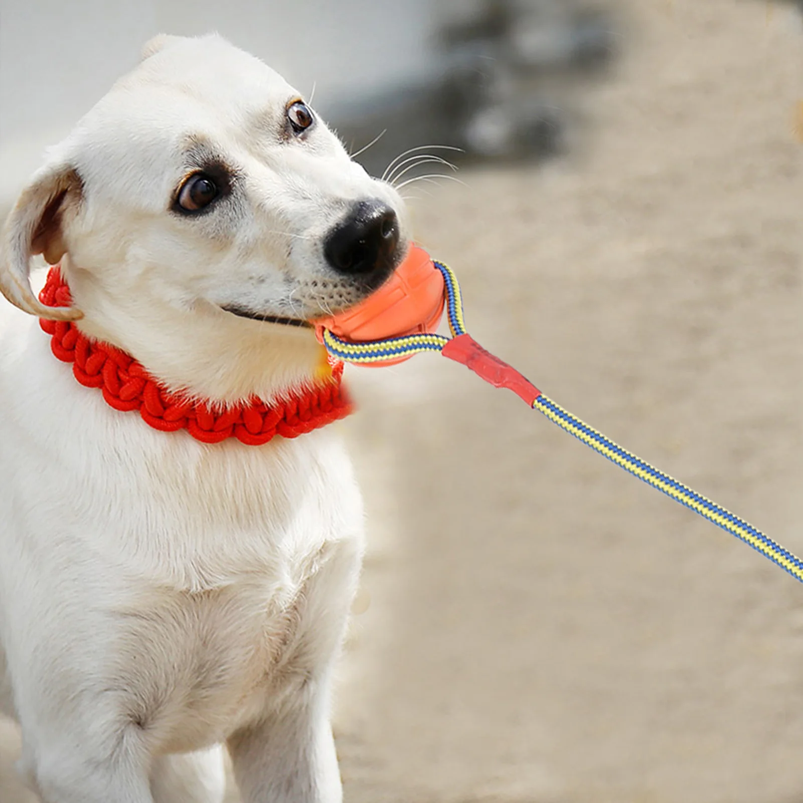 Portable EVA Pet Dog Training Bite Resistant Interactive Chew Toys, Ball with Rope