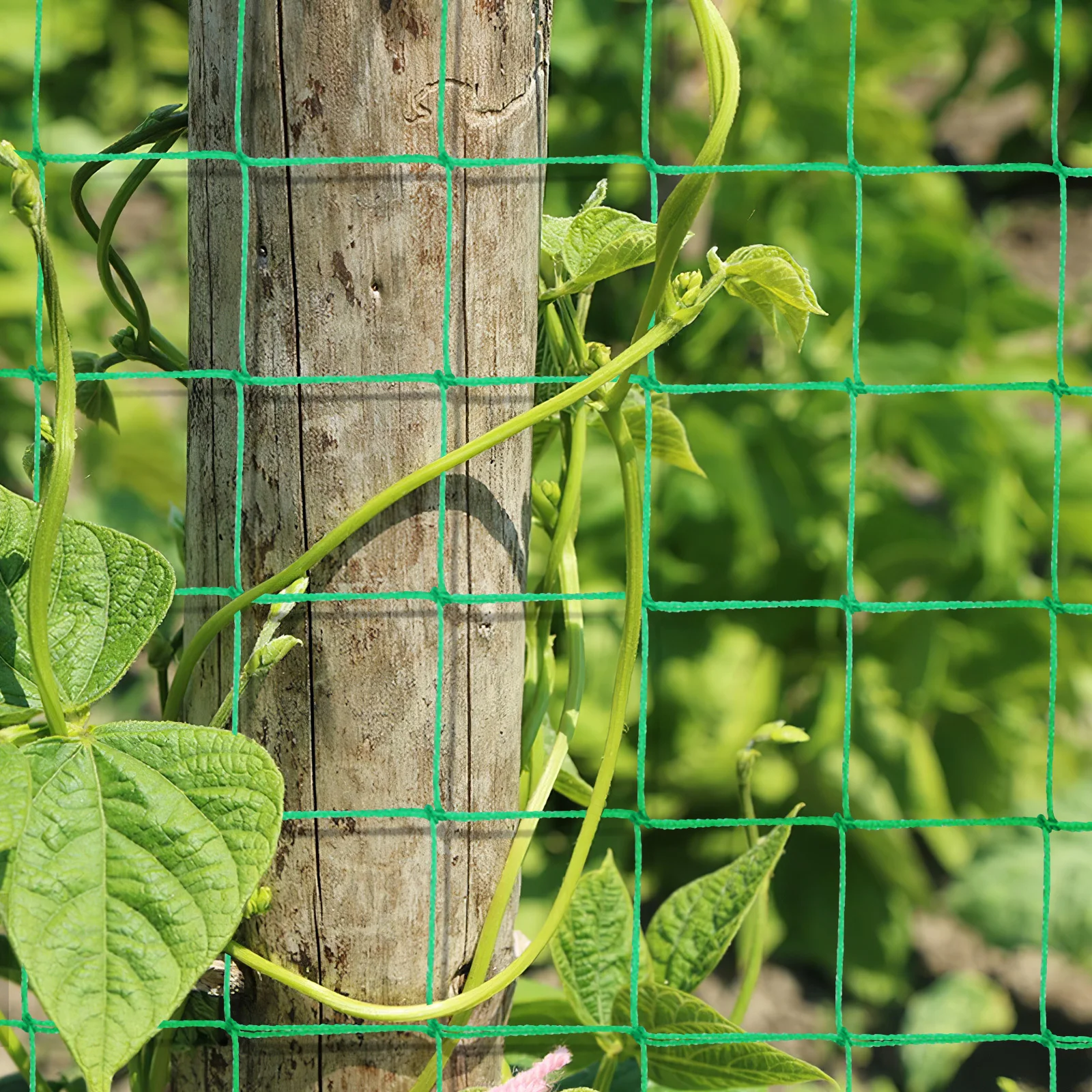 Rete per piante Rete per traliccio da giardino per verdure Traliccio di cetrioli Fagioli di cetriolo Supporto per vite Strumento per la crescita delle piante