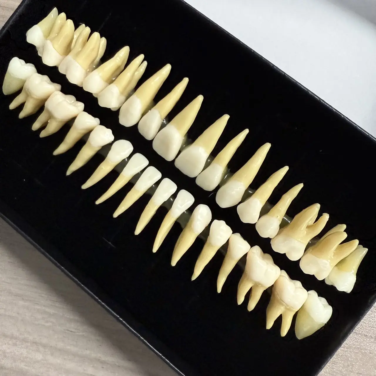 

Dental Demonstration Permanent 1:1 Dental Dentist Practice Product Double Color Teeth Mode 32 Teeth Teach Study Model