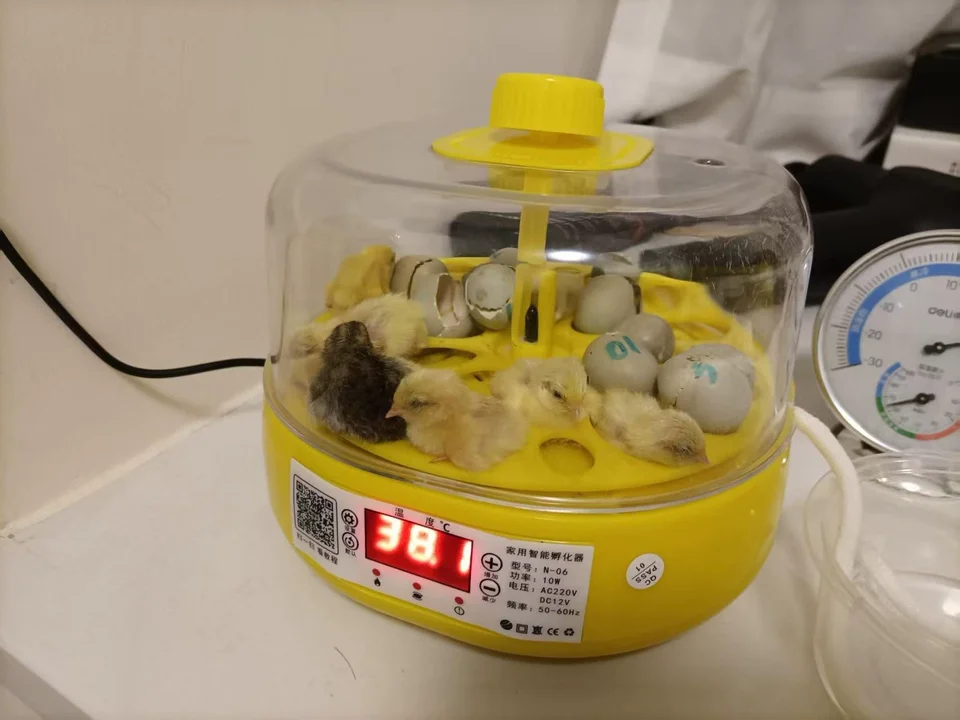 

Интеллектуальные инкубаторы с водоспальной кроватью для небольшого дома с режущей кромкой: прецизионный инкубатор для цыплят, попугаев и экзотических видов