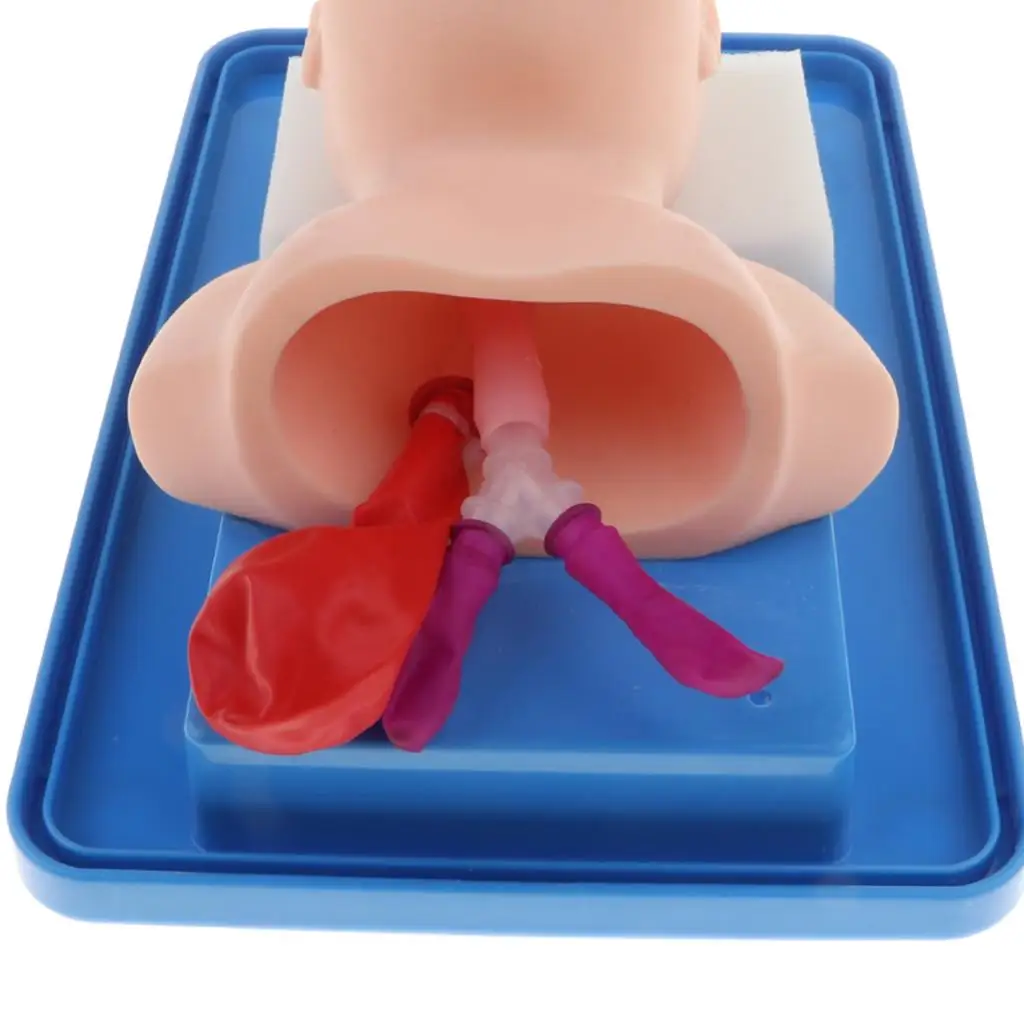 

Infant Air Tube Cannula Teaching Model Neonatal PVC Intubation Practice Manikin for School Medical Training and Lab Supply