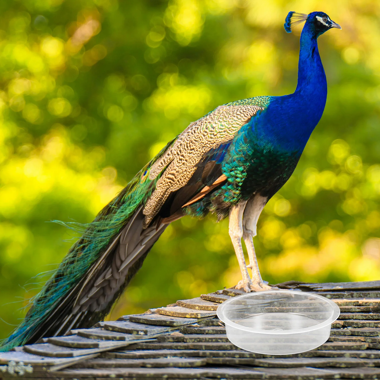 

2 Pcs Round Bird Feeder Water Bowls Hummingbird Feeding Trays Outdoor Accessories Replacement Dish Bath Cups Trays Bird Water