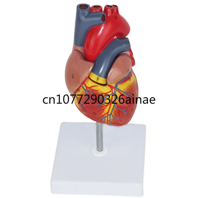 One-to-One Heart Anatomy of Human Body Has 34 Signs Ultrasound Ultrasound Medical Vascular Structure Teaching Model