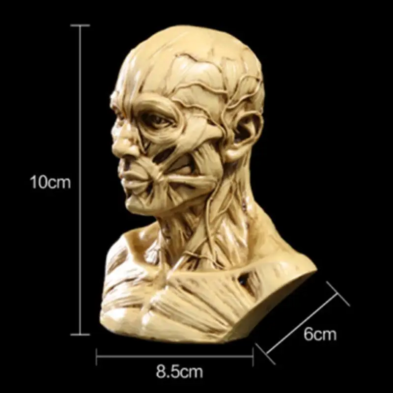 Human Muscle Skeleton Head Model Muscle Head Skull Anatomy Sculpture Art Sketch Medical Learning supplies