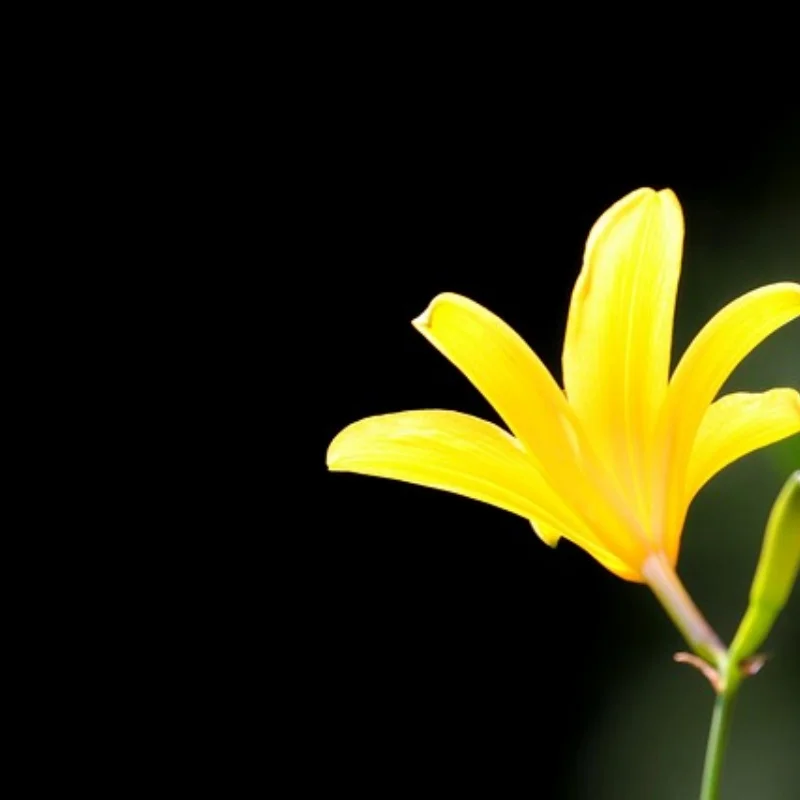 

4pcs 65mm 1.3" Metal Beadlock Wheel Tire Set for 1/18 1/24 RC Crawler Car TRX4M SCX24 AX24 FCX24 Upgrade Parts