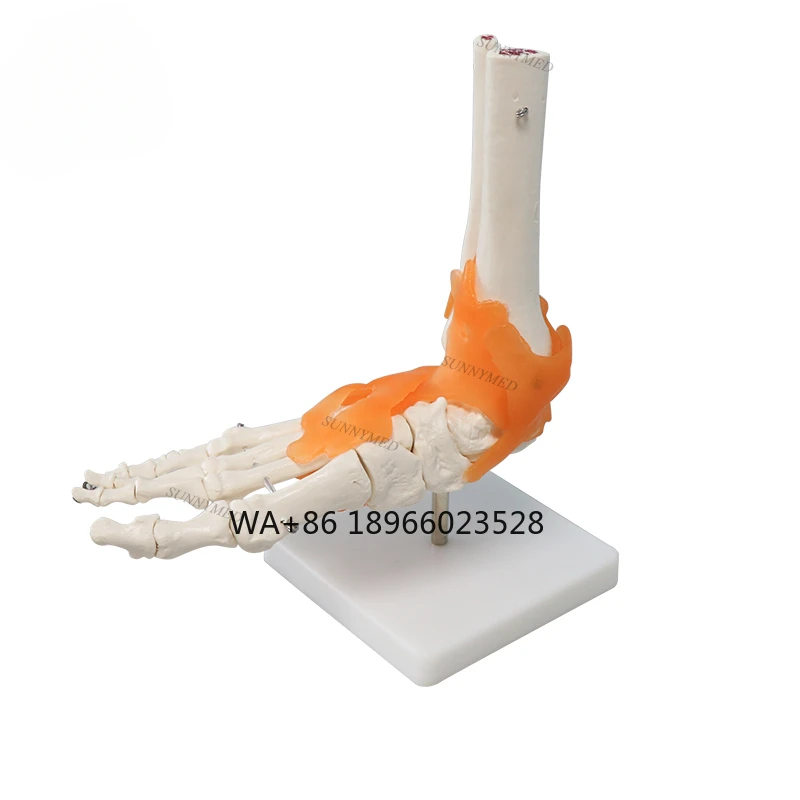 

Medical Models Anatomical Life Size Foot and Ankle Model SY-N009 Skeleton Bone