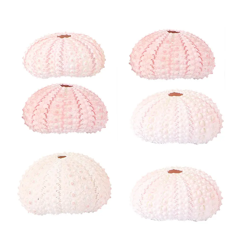 

6 Pcs DIY Conch Shell Ocean Themed Decor Shells Sea for Air Plants Heater