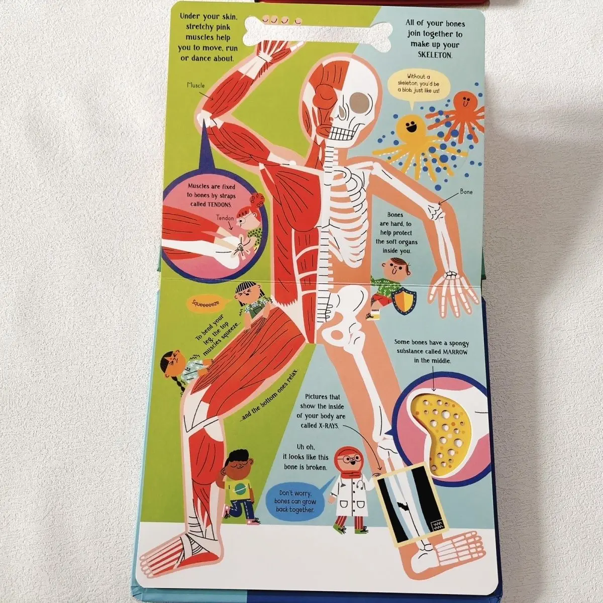 Usborne Your Booy Children's early education science popularization board book flip book