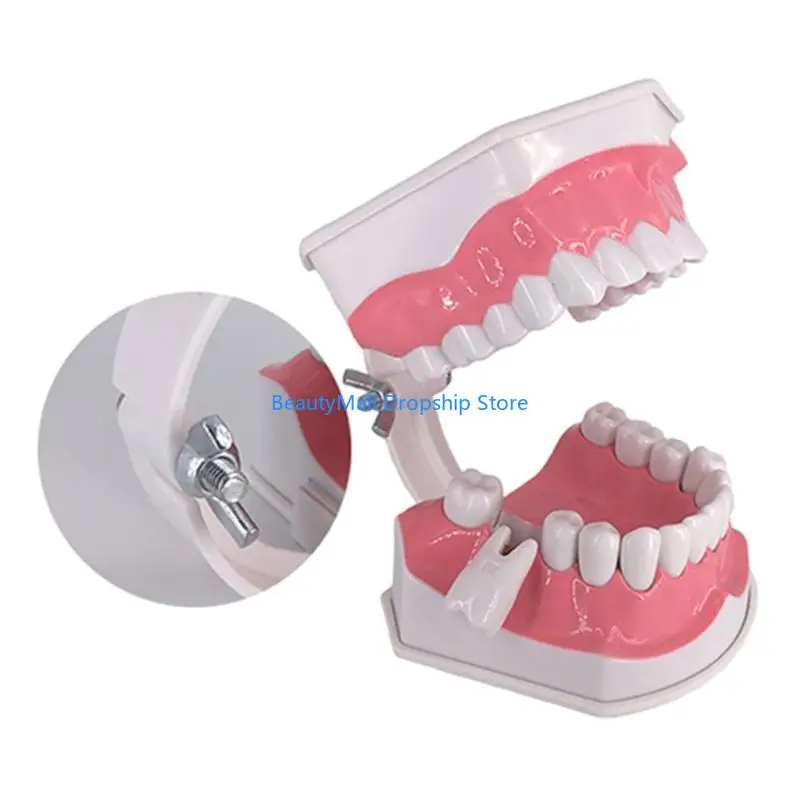 40JD Standard Teeth Model with Denture Toothbrush Kids Dental Teaching Study Supplies 2 Times for Evolution Display Tools