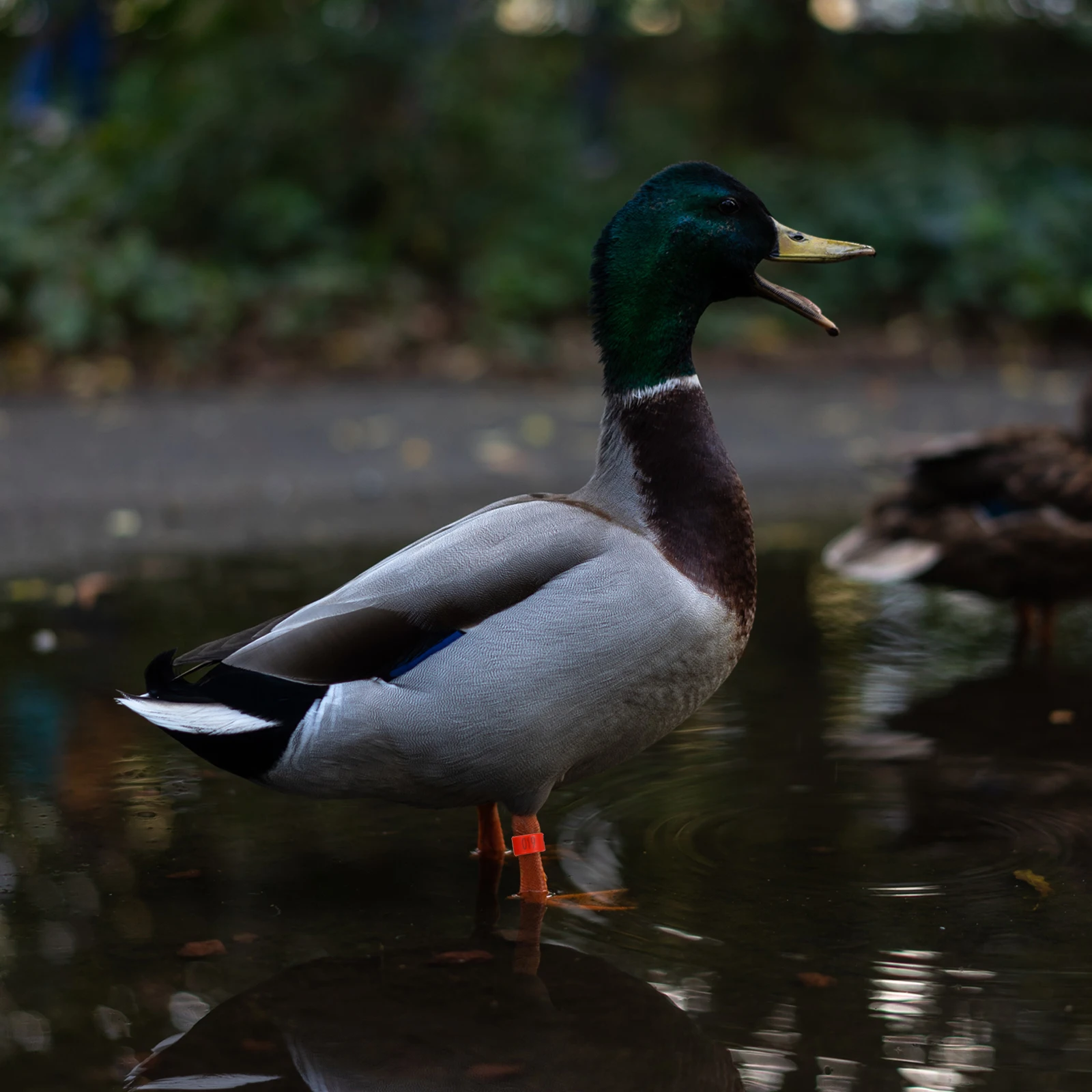 

100pcs Chicken Foot Rings PP Plastic Numbered Reusable Poultry s Rings s Leg Chicken Identification Leg