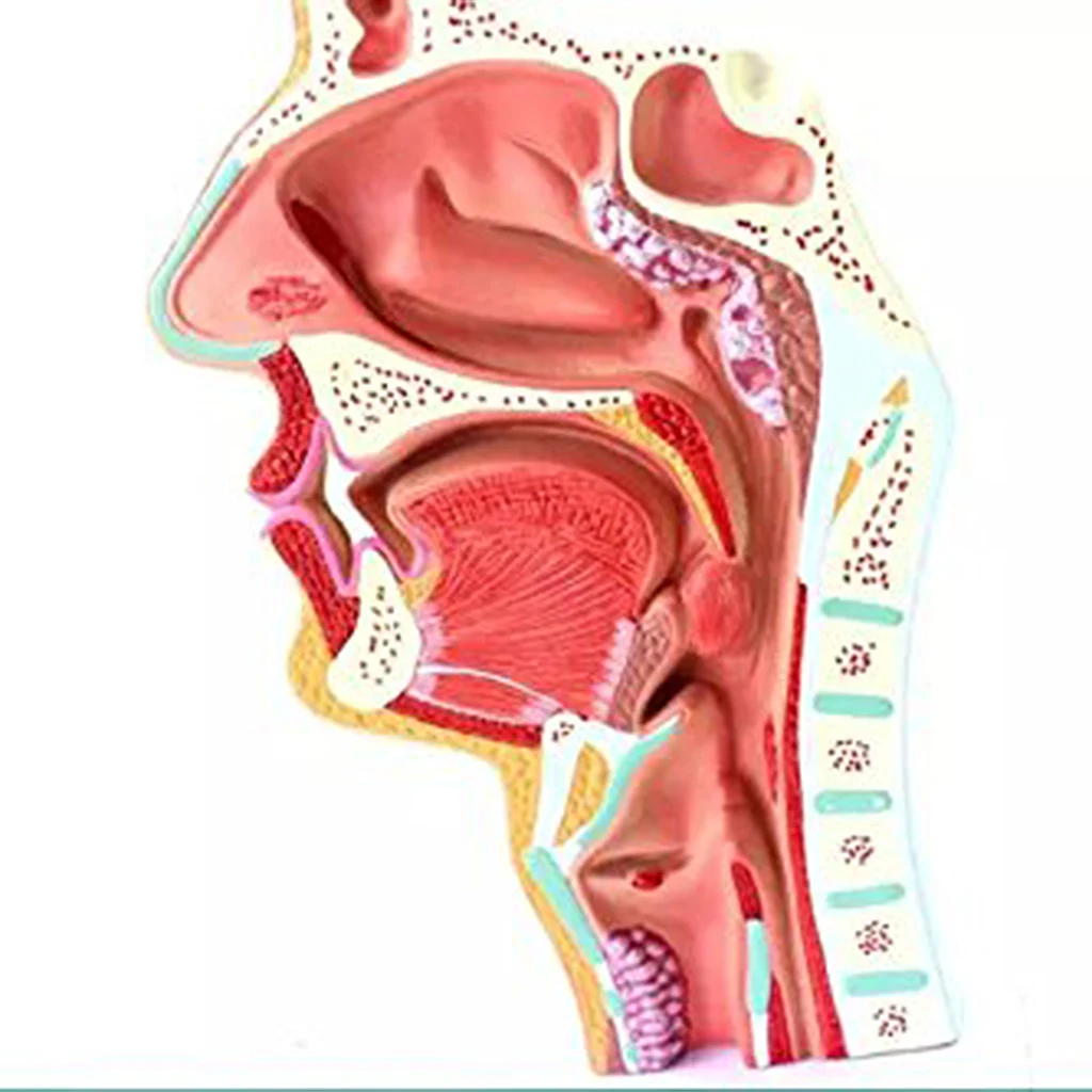 Nasal Throat Anatomy Mold Head Anatomy Model Elephaede and Throat Vascular Nerve Model for School Learning Tool Lab Supplies