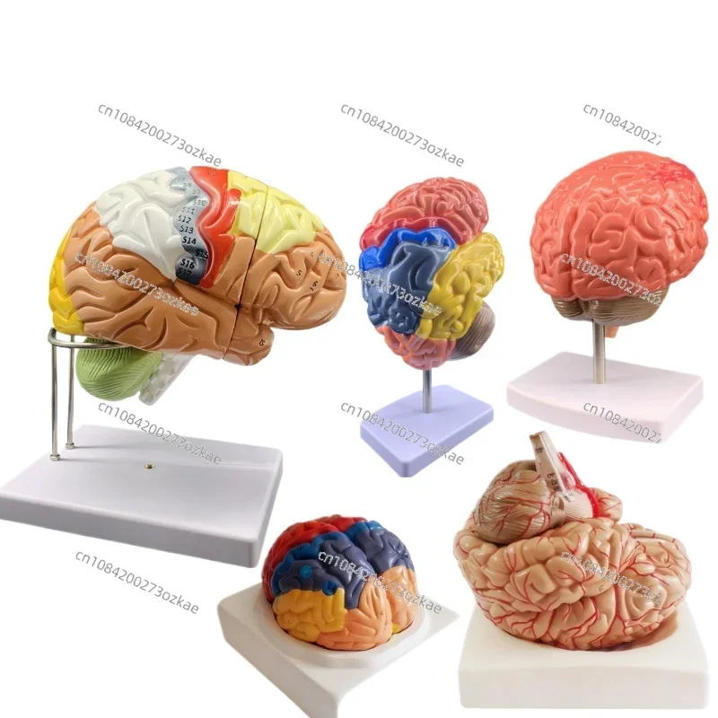 

Model Brain Functional Region Color Division Model Human Anatomy Artery Structure Cranial Nerve