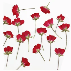 Real Natural Pressed Dried Roses Flowers Branches,Small Dry Mini Rose for DIY Resin Jewellery,Wedding Invitations, 60 Pcs