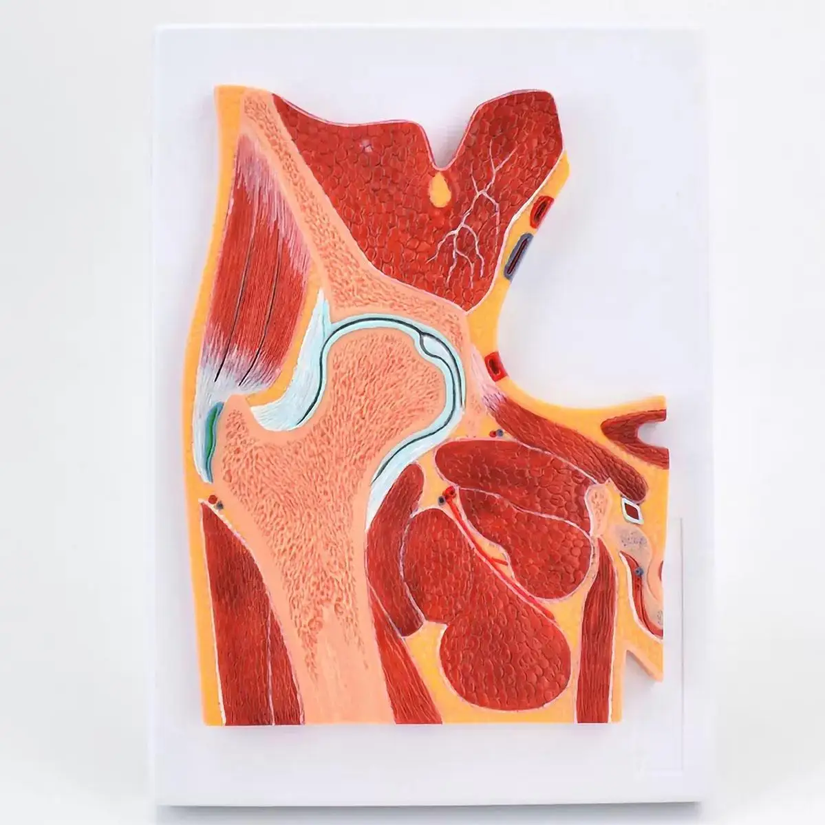 

Human 1 Part Hip Joint Profile Model Medical School Laboratory PVC