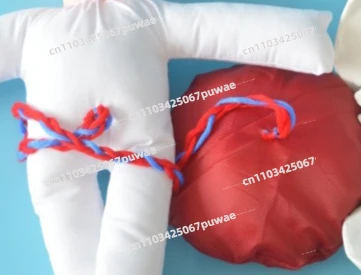 

Анатомическая модель таза человека в натуральную величину 1:1 с плодом, пуповиной и плацентой для обучения и демонстрации родовспоможения