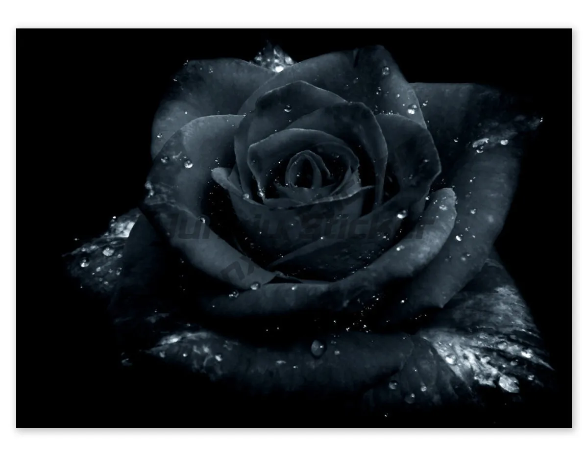

BLACK ROSE, Vinyl Wall,car,van,laptop Decal Sticker