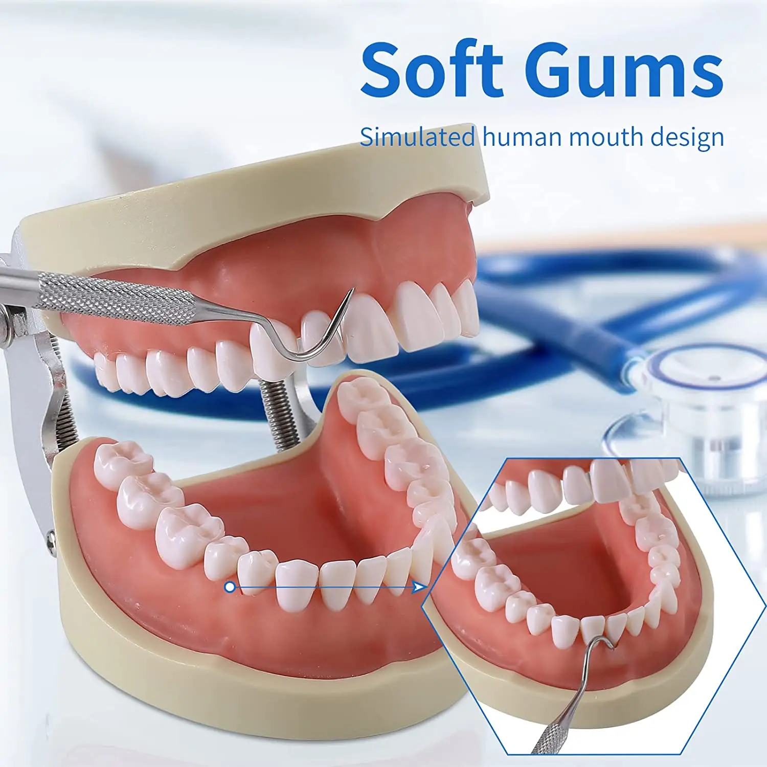 32 Typodont Teeth Model - Removable Tooth Teach Practice Model Teaching Study Typodont Demonstration Model Come