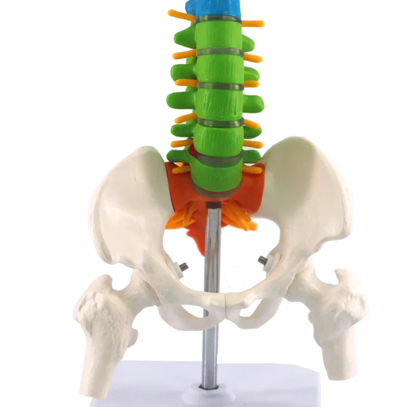 Modelo de vértebra Cervical anatómica humana de 45CM, columna Cervical con arteria para el cuello, disco de hueso occipital y modelos nervios coloridos, nuevos