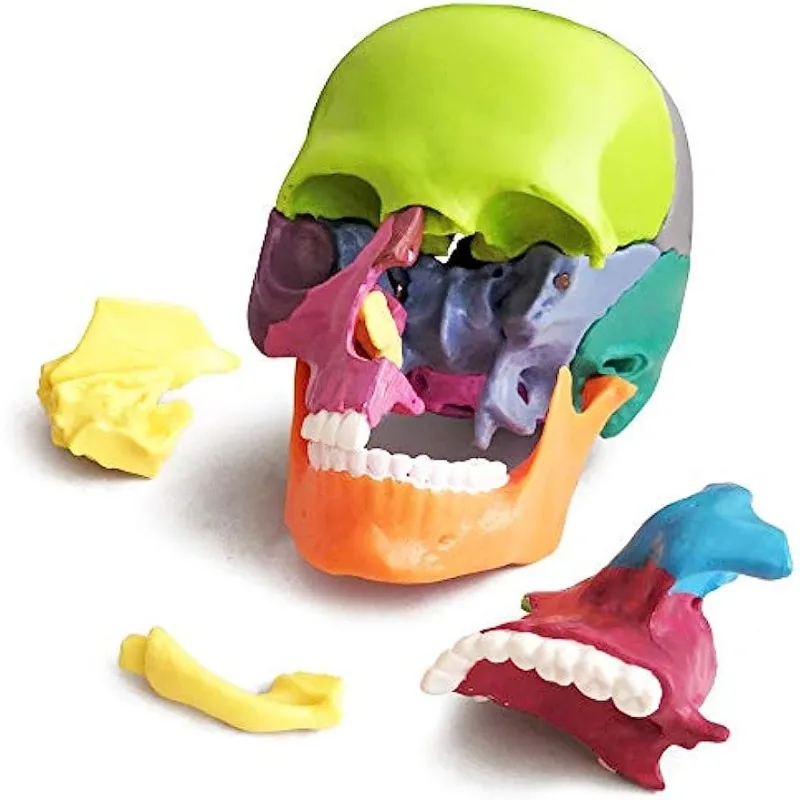 Anatomy 4D Human 15 Parts Skull Anatomical Model  1:2 Life Sized  Assembled Medical Teaching Fine Arts